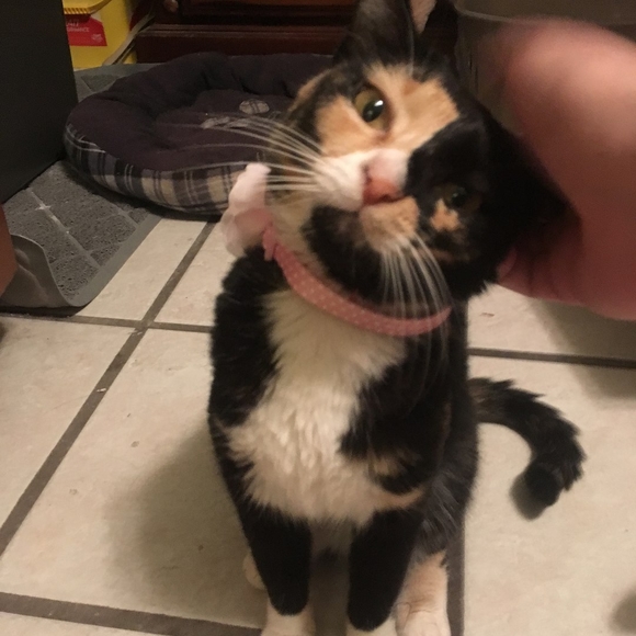 rosieneko